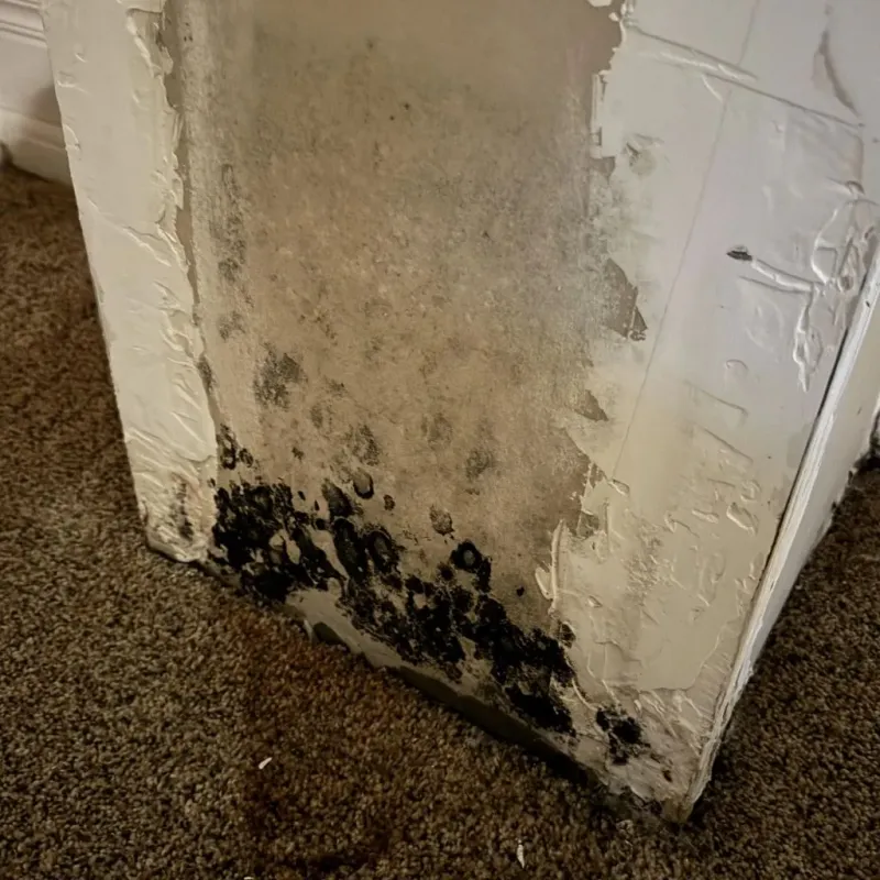 Professional Mold Removal in Saint Henry, OH